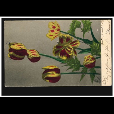 Blumen-AK Tulpen, BERLIN W 8 - 20.2.1903 Orts-PK Bestellt Postamte 26 - 20.2.03