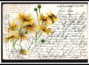 Blumen-AK Margeriten, NAHRENDORF(HANNOVER) 5.6.1902 nach CELLE 6.6.02