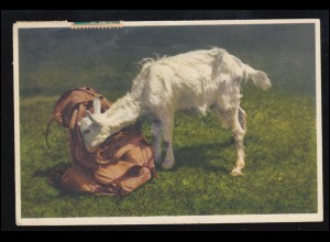 Tiere-AK Gitzi auf Besuch: Neugierige Ziege knabbert am Rucksack, ADELBODEN 1928