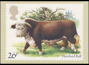 Großbritannien: 981 Rinderrasse Hereford Bull auf AK mit ET-O OXFORD 6.3.1984