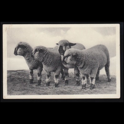 Tiere-AK J. Gruß von der D.L.G. Ausstellung - Vier Schafe, ungebraucht