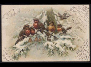 Tiere-AK Vögel: Rotkehlchen-Familie im Winter, nach LAUCHHEIM 13.11.1901
