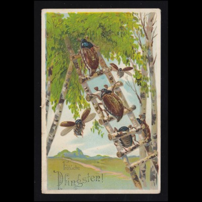 Tiere-AK Pfingsten Maikäfer auf der Leiter im Birkenwald, 30.5.1914