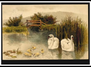Tiere-AK Vögel - Schwanen-Paar mit Brut im Teich, gelaufen 1910