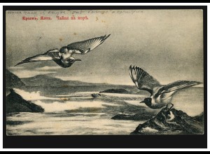 Künstler-AK Jalta auf der Krim: Möwen auf dem Meer, nach Rybinsk 24.7.1913
