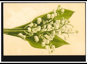 Blumen-AK Märzenbecher, WOLFENBÜTTEL 20.5.1904 nach CALBE 21.5.04