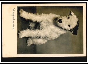 Tiere-AK Hundeportrait - Ich muss mich wundern! HILDESHEIM um 1937
