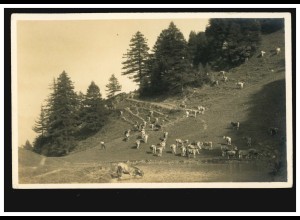 Foto-AK Landwirtschaft: Weidende Viehherde, ungebraucht, um 1930