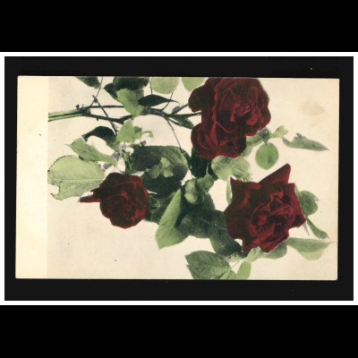 AK Blumen dunkelrote Rose Zweig Blätter Serie 155, Hamburg 24.7.1907