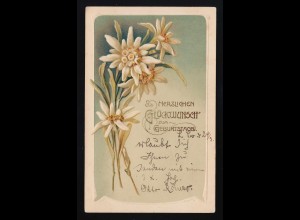 Edelweiß Alpenblume auf grünem Grund, Glückwunsch Geburtstag, Leipzig 24.5.1906